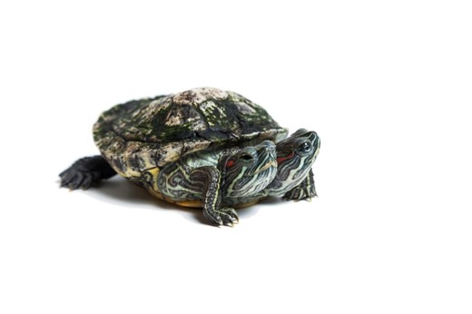 Check out this very rare, two-headed turtle found alive in Thailand (video)