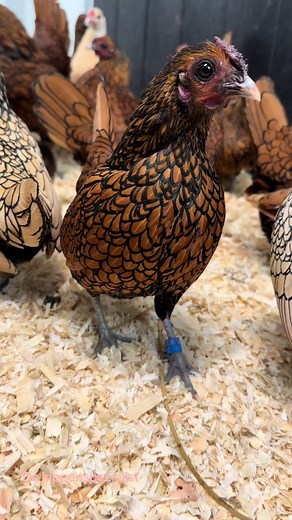 De sieraden van de kippenwereld: Sebright Kippen