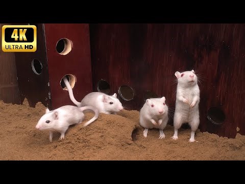 Cat TV Mouse Carnival Games – Fun Fair Challenge Run 4K 60FPS 🎪🐭