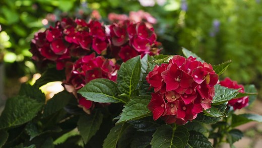 Heart Throb® Hydrangea - Southern Living Plants