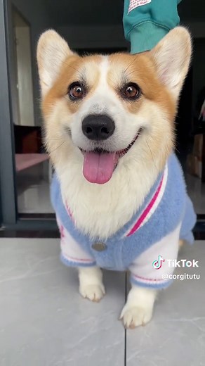 Corgi Puppy Gets a Cozy Towel Transformation