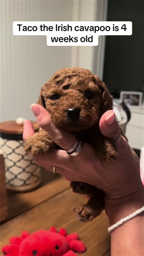 Our designer Irish cavapoos are 4 weeks old and will be 👀 for their furever 🏡 on June 18th. CKC registered. Two year health guarantee. Should be in the 10 to 15 lb range. Gorgeous deep mahogany red non shedding coat. MagnoliaOakKennels.com #cavapoo #irishdoodle #irish #puppy #cavapoopuppy