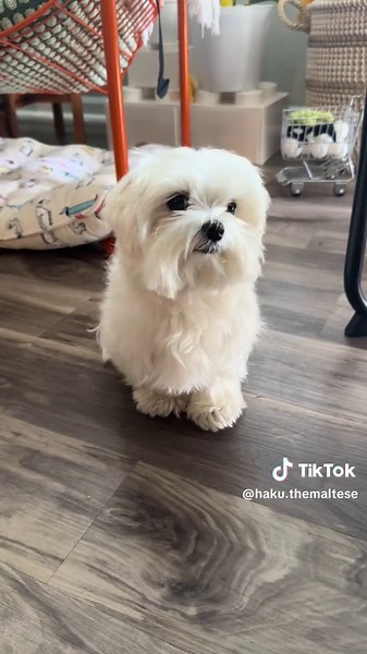 Adorable Maltese Puppy - Cute Dog Compilation