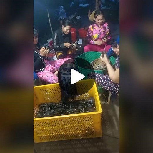 Crab Processing Day: Fun and Techniques