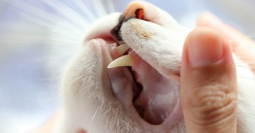 Cat Teeth: Everything You Need To Know