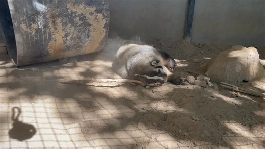 Hey Ms. Todd!! It's National Badger day today! What are you going to do to celebrate? A good ol fashioned dust bath!!! American badgers are known for this "maintenance behavior", especially in areas where water is not readily available for bathing. Dust baths help maintain fur integrity, keep cool in hot weather and can help keep parasite loads to a minimum. Ms. Todd came to Zoo Idaho in March of 2017 as a rescued orphaned cub. | Zoo Idaho - Pocatello