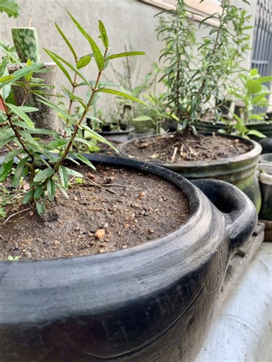 Small beginnings, fresh harvests. Clay pots make it easy. Basil, Mint, Rosemary, Lettuce, Spinach, Tomatoes, Pepper, Spring Onions. #fyppppppppppppppppppppppp #potbellypots #claypot