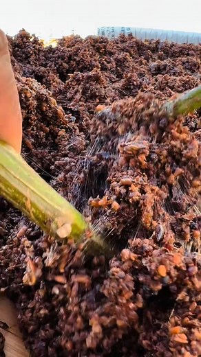 Kinima / Kinama | The Kirats - ᤁᤡᤖᤠᤋ