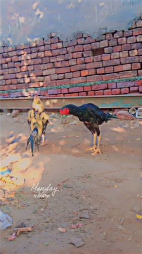 Top Quality Aseel Rooster Growth & Health Tips 2026#AseelRooster#AseelCare#AseelNaturalCare#Rooster