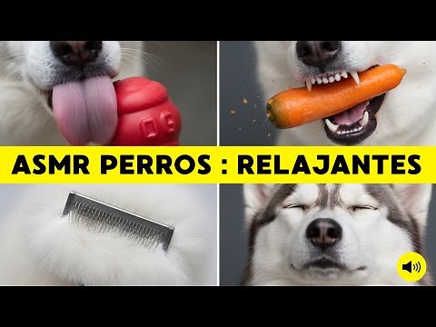 ASMR para Perros: 7 Sonidos que CALMAN e HIPNOTIZAN (Relajación Profunda)