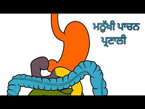 ਮਨੁੱਖੀ ਪਾਚਨ ਪ੍ਰਣਾਲੀ,| Human Digestive System in Punjabi |