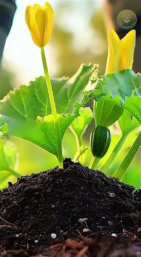 Zucchini (Courgette) Rapid Fruit Growth Time-Lapse 🥒 #zucchini #courgettes #fastgrowth #growth