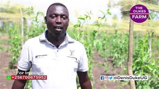 4.6K views · 125 reactions | Earning Big From Paassion Fruit Farming, How To Start Passion Fruit Farming | Denis Duke Uganda | Facebook