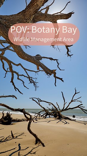 Get ready for an unforgettable adventure at Botany Bay Wildlife Management Area! This stunning natural playground boasts a mesmerizing boneyard beach where you can witness the haunting beauty of ancient trees that have been weathered by the sands of time. Immerse yourself in the rich history of the area as you explore the fascinating historic ruins. With so much to see and do, Botany Bay Wildlife Management Area is the perfect destination for nature lovers and history buffs alike! #thatsmylowcou