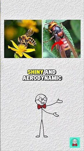 Bee vs Wasp: What’s the Actual Difference? 🐝🐝