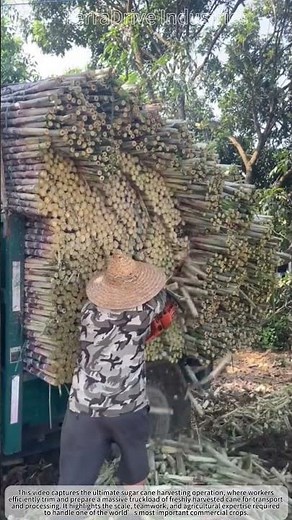 The Ultimate Sugar Cane Harvest: Trimming a Massive Truck Load! 🎋🚜