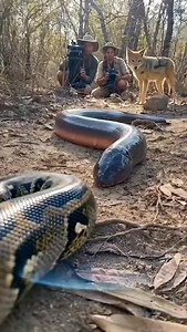 Python vs electric eel 😦🐍 #wildlife #animals | Mxriyum Physio
