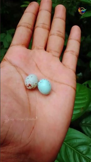 World’s Smallest Bird Egg – Unbelievable!