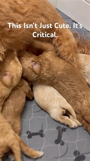 The first 24 hours of a puppy’s life…