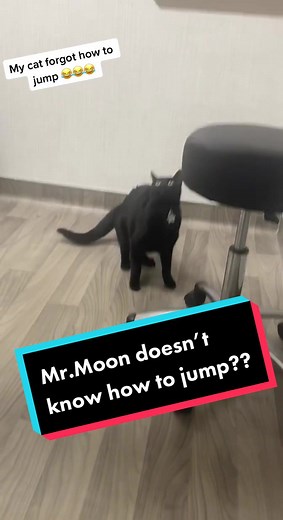 Hilarious Cat Fail: Jump Fails Compilation