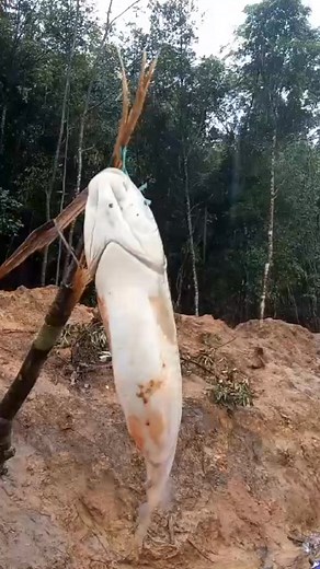 Mindar Teron on Reels