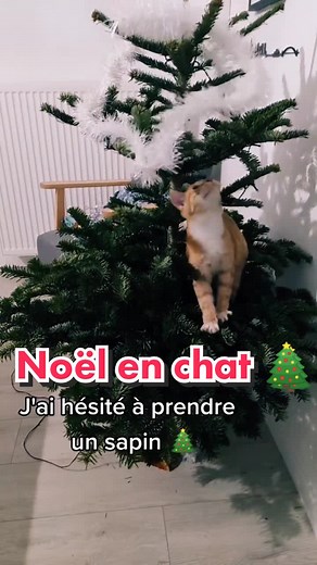 Moments drôles de Noël avec un chat