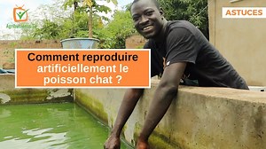 Clovis REMEN, pisciculteur 🐟, décrit les étapes d’une reproduction artificielle chez le poisson chat ▶️ https://youtu.be/QOl7a43CejA #Astuces #AgribusinessTV #BienêtreAnimal | Agribusiness TV