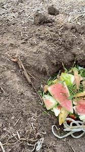 Direct compost to garden bed #fertiliser #slowdown #compost #vegetables #garden #homegrown #gardenlife | GrowwithChea