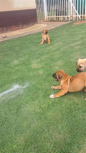 Nolangeni Boerboel Puppies Enjoying a Sunny Day 🌞🐕