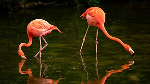 Just 400 wild flamingos in Florida, but state says they don't need special protection