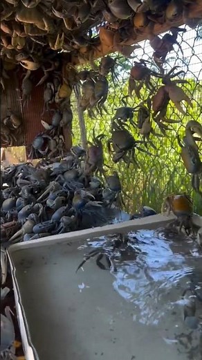 Why Is Crab Farming Booming in China?