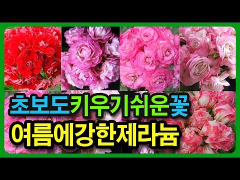 여름에도 예쁜꽃을 피우는 식물, 초보가 키우기 쉬운 꽃, 여름에 강한 제라늄 7종류 추천 할게요.