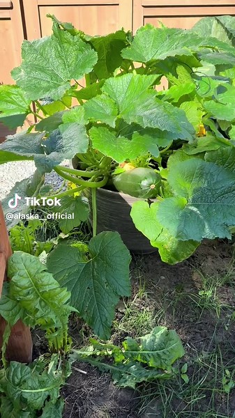 Incredible Hulk Vegetables from My Garden