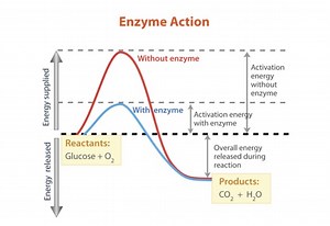 Enzymes