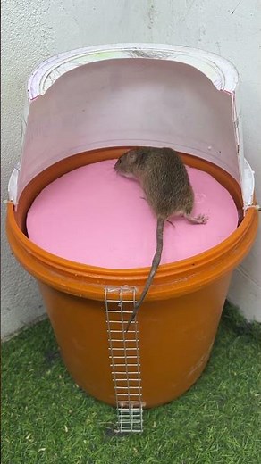caer en la trampa/Las 10 mejores trampas para ratones extremadamente efectivas #rat