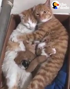 Cutest family ever 😻😻 | The Dodo