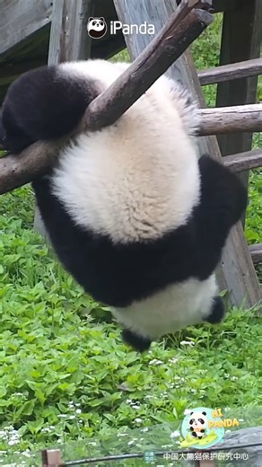 194K views · 13K reactions | Every baby panda is born a gymnastics expert. Their round, chubby bodies don't hinder their agility at all. #panda #HiPanda #CCRCGP #PandaLife #PandaMoment For more panda information, please check out: https://en.ipanda.com | iPanda | Facebook