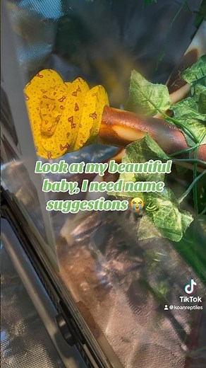 Green tree python setup/care!🐍