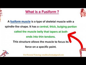 What Is a Fusiform Muscle? Key Features and Examples Explained