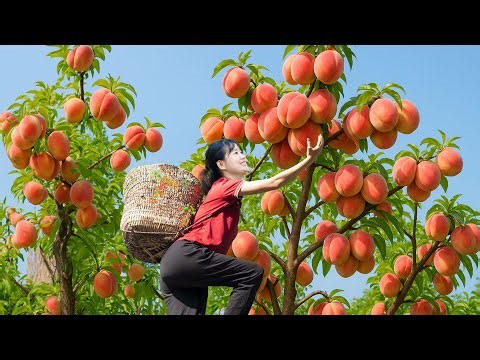 Harvesting 1000+ Blush Peach Goes To Market Sell | Harvesting Fruit On Dangerous Rock Mountains