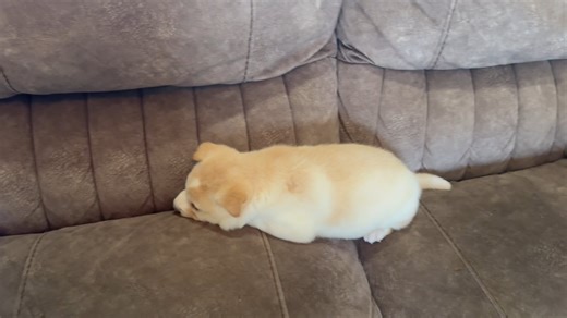 Shiba Inu puppy for sale