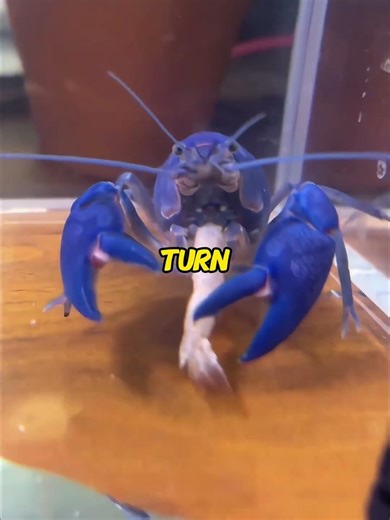 He thought the father was BLUE... but the babies turned RED! 🦞😱