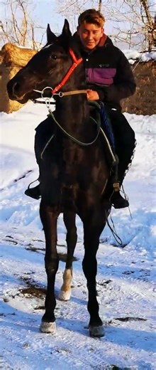 How horse breeding and training work Daily Work