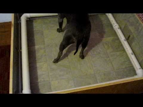 WHELPING BOX AND HOW TO BUILD ONE EASILY