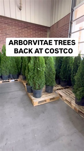 Amanda Tadros | Costcofam4u on Instagram: " Arborvitae TREES BACK AT COSTCO $34.99 NOT affiliated with Costco NOT affiliated with any brands or items in this video NOT affiliated with any of products or companies mentioned #costcohaul #landscaping #trees #costcofam4u #tree #privacy"