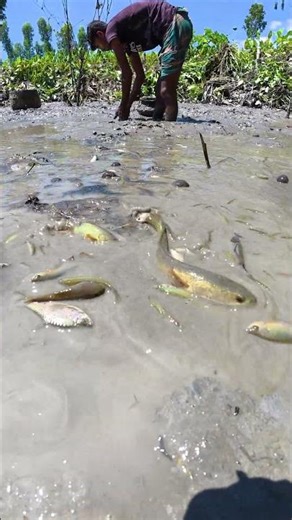 Draining the Lake for Massive Catch! 🐟 Hundreds of Wild Fish #Shorts