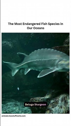 The Most Endangered Fish Species in Our Oceans (Part 2)