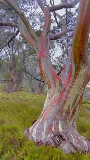 Explore the Beauty of Rainbow Snow Gum Trees