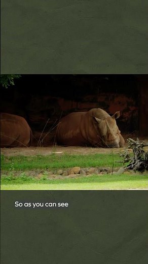 Check out our Rhino Rock at our Africa savannah habitat! 🦏