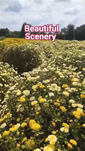 Beautiful Scenery 🛤️| Khoobsurat Manzar 🌼|Maniguda Farmhouse 😍#viral #nature #flowers #roadtrip